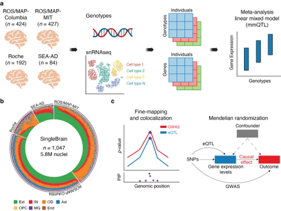 “A New Milestone in Understanding Brain Disorders Uncovered Through ...